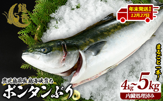 ＜2024年12月27日発送予定＞ボンタンぶりまるごと一本(内臓処理済) ぶり 柵 刺身 ブリ 切り身 鰤 1本 鮮魚 下処理済み 鮮魚 1匹 刺身 ぶりしゃぶ ぶりかま 【鶴長水産】_turu-6070-1227