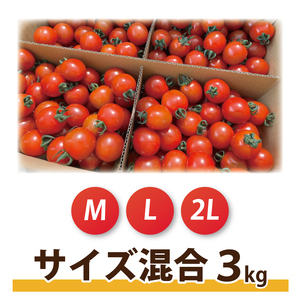 ★先行予約★ ミニトマト 3kg 朝採れ サンチェリーピュアプラス 【2026年8月中旬より発送予定】野菜 フレッシュ 新鮮 BBQ ぷちとまと 酸味 おいしい こども 甘み みずみずしい やさい 産