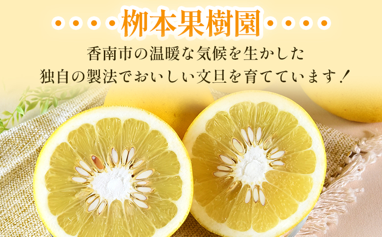 土佐文旦 5kg 大玉9〜10玉 - 果物 フルーツ 柑橘 ぶんたん ブンタン おいしい 送料無料 特産品 期間限定 数量限定 先行予約 柳本果樹園 高知県 香南市 常温 yg-0007