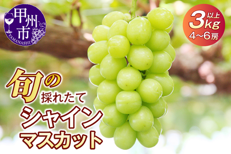 【令和7年 2025年発送】旬の採れたてシャインマスカット3.0kg以上（4房～6房）（HO）C5-401 【山梨県 シャインマスカット フルーツ シャインマスカット 大粒 シャインマスカット 旬 フルーツ シャインマスカット ぶどう 葡萄 ブドウ マスカット フルーツ 果樹 果物 人気 シャインマスカット 種なし 新鮮 高級 シャインマスカット ギフト 山梨県産 フルーツ 甲州市 シャインマスカット 贈答 くだもの 家庭用 フルーツ シャインマスカット 先行予約 期間限定】