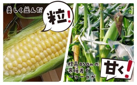 《先行予約》《期間限定・数量限定》甘い！飛騨のトウモロコシ ゴールドラッシュ 4kg とうもろこし [B0224] syun31