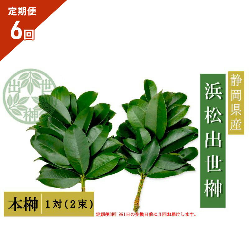 【ふるさと納税】榊 浜松出世榊 本榊 純国産 1対（2束）※1日交換に間に合うように配送 国内産 日持ち 大きい 艶やか 防虫 手作業 肥料のみ使用 定期便 浜松市 静岡県