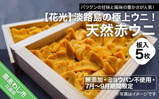 【無添加・ミョウバン不使用・7月～9月期間限定】淡路島の極上ウニ！天然赤ウニ（板入5枚）