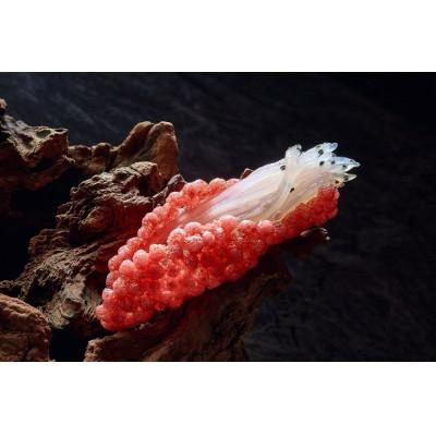 ふるさと納税 茨城県 霞ヶ浦　暁のしらうお　100g×3パック |  | 02