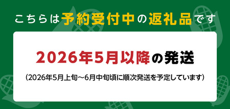 【2026年5月より順次発送】ホワイトショコラのヤングコーン 大サイズ30本_ヤングコーン 大サイズ 30本 ホワイトショコラ 新鮮 皮付き 朝採れ 農家直送 甘み ひげ 薄皮 食べられる 美味しい 