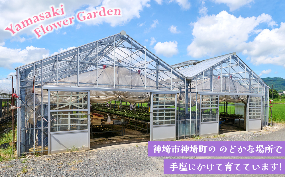【先行受付9月より発送 数量･期間限定 】鉢花 定期便 3回(9月・11月・1月) 【鉢花 ふるさと納税 定期便】(H069117)