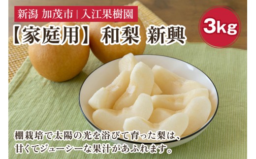 【2026年先行予約】【家庭用】和梨 新興 3kg（5～6玉）《10月中旬～順次出荷》 しんこうなし 果物 フルーツ ナシ 新潟産 加茂市 入江果樹園