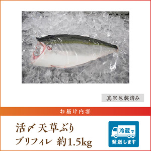 S042-005_活〆天草ぶり ブリフィレ 約1.5kg【先行予約】