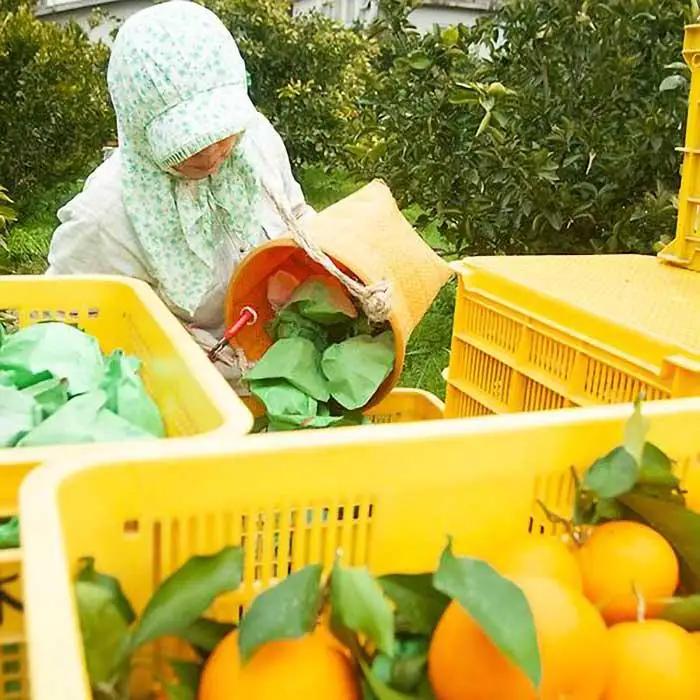 【令和9年 先行予約】清見オレンジ 5kg 混合サイズ 訳あり 和歌山県 海南市 鈴木農園から直送 清見オレンジはスマイルカットがおすすめ みかん フルーツ 柑橘