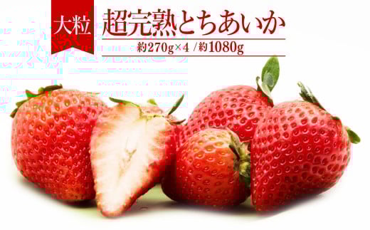 【先行受付：3月以降発送】いちご「茂木完熟いちご」　篠崎さんが育てた 朝どれ とちあいか 大粒 約270g×4パック 合計 約1080g | いちご イチゴ 苺 とちあいか 完熟 果物 フルーツ くだもの 甘い あまい 旬 産地直送 栃木県産 篠崎いちご園 栃木県 茂木町