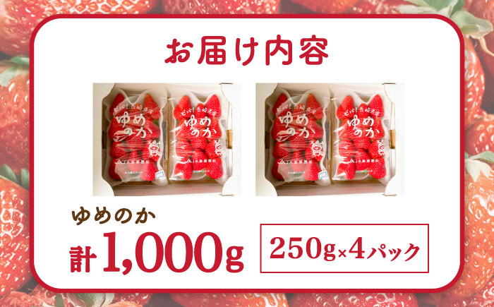 いちご ゆめのか 250g × 4パック / イチゴ 苺 果物 フルーツ / 南島原市 / JA島原雲仙東南部基幹センター [SAC008]