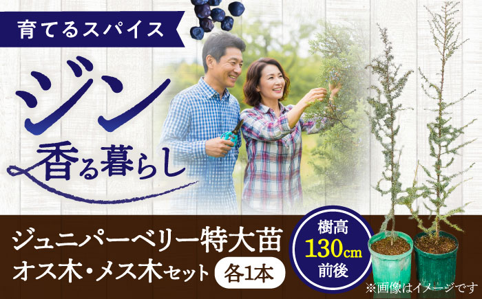 ジュニパーベリー特大苗(西洋ネズ)オス木・メス木セット Juniperus communis 樹高150cm前後 口径21cmスリット鉢植え【Herb＆Rose】 [BHCQ002]