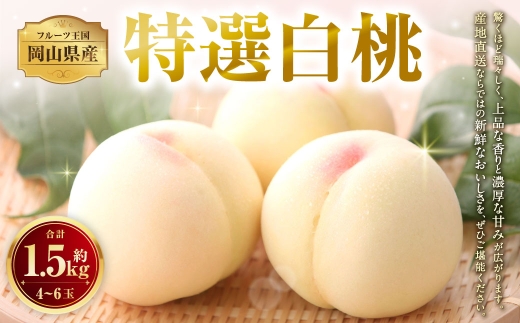 【 特選 】 岡山県産白桃 約1.5kg （ 4 ～ 6玉 ） もも モモ 桃 白桃 くだもの 果物 フルーツ 果実 果汁 果肉 国産 岡山県産 産地直送 香り 甘味 旬 【 2026年7月上旬～8月上旬迄発送予定 】