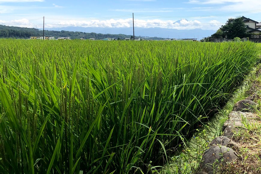 6回 定期便 米 令和5年産 玄米 農林48号 5kg×6回 計30kg [穂足農園合同 山梨県 韮崎市 20742391] お米 コメ ご飯 ごはん 山梨県産