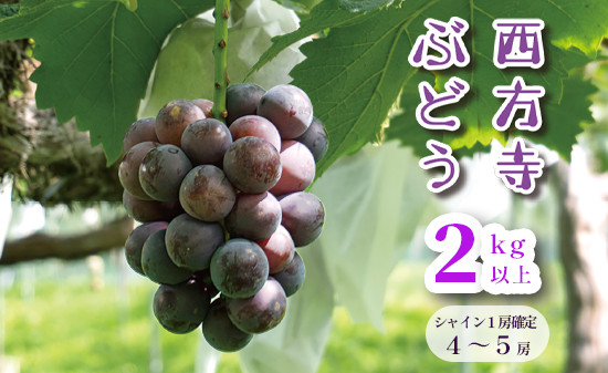 
            【数量限定/9月発送】 西方寺ぶどう 4-5房（ ピオーネ / シャインマスカット ） 2kg 以上 シャインマスカット１房確定 ランダム 完熟ぶどう 京都 舞鶴 さいほうじ ぶどう 甘い 美味しい 好評 ピオーネ シャインマスカット お取り寄せ セット 食べ比べ フルーツ 果物
          