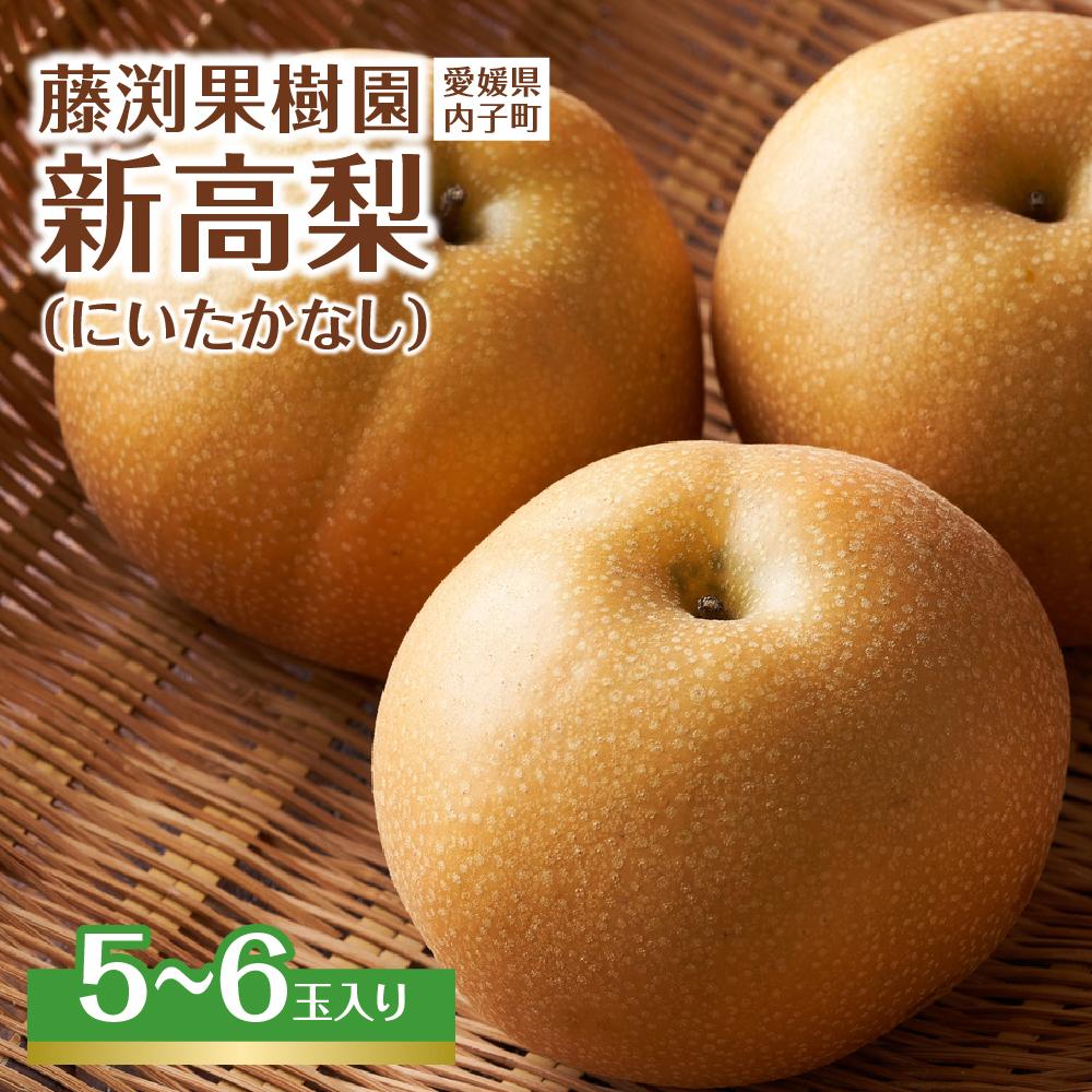 【ふるさと納税】藤渕果樹園の新高梨（にいたかなし）（1）【5～6玉入り】 | フルーツ 果物 くだもの 食品 人気 おすすめ 送料無料