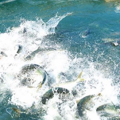 ふるさと納税 宗像市 数量限定 宗像産天然ブリ使用ブリ大根(2パック)【道の駅】_HA0769 |  | 02