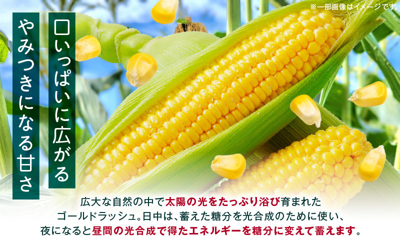 
【選べる内容量】《2025年発送先行予約》宮崎市産朝どれスイートコーン（ゴールドラッシュ）_M320-001-SKU
