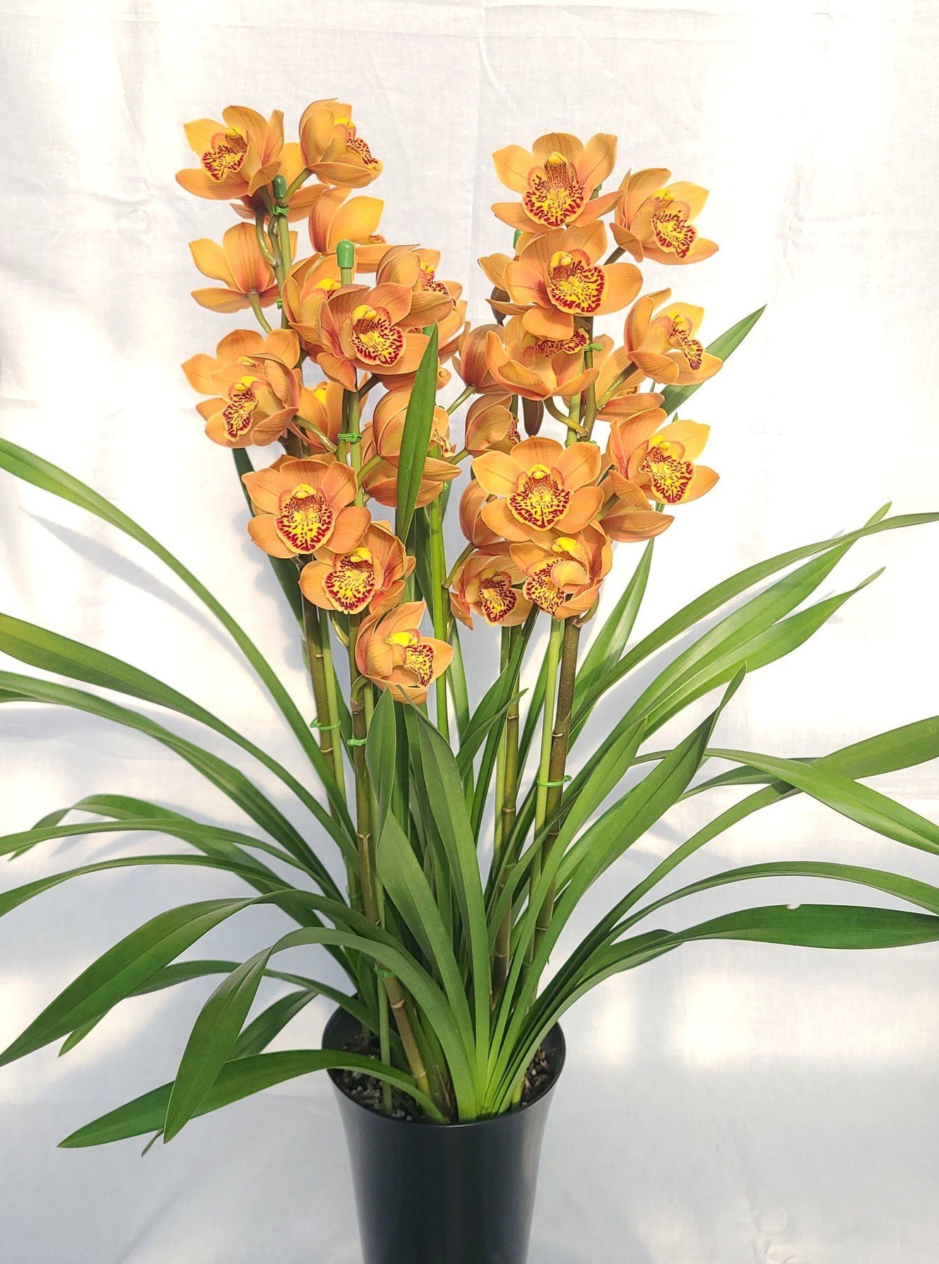 
            洋らん シンビジューム 「マジョリカ」 3本立
          