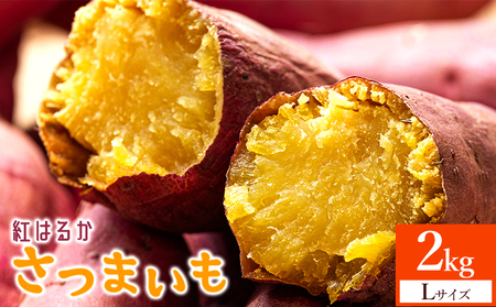 さつまいも(紅はるか) Lサイズ 2kg【さつまいも 香南市産さつまいも おすすめさつまいも 甘いさつまいも 人気さつまいも さつまいも 期間限定さつまいも】 at-0010