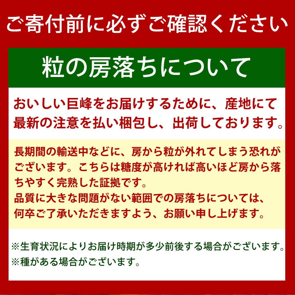 紀州有田産の種なし巨峰ぶどう約２kg【先行予約】【2025年8月下旬以降発送予定】　	AN026_イメージ5