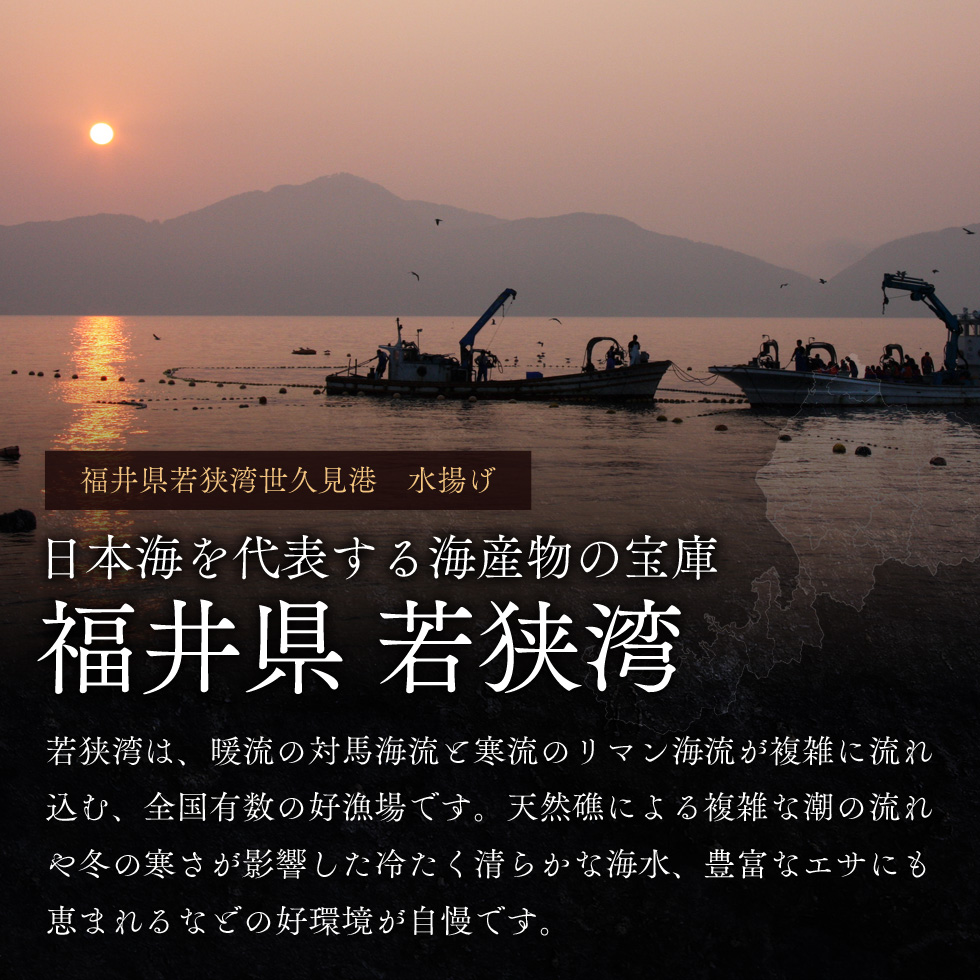 期間限定 剣先イカ 3～6杯 セット 詰め合わせ スミ抜き 冷凍 白イカ イカ 烏賊 いか 魚介 魚介類 海鮮 海鮮セット 限定 福井 福井県 若狭町