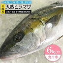 【ふるさと納税】壱岐島産天然ヒラマサ（6キロ台・丸もの） 《壱岐市》【壱岐島　玄海屋】[JBS071] ヒラマサ 魚 刺身 煮物 カルパッチョ お寿司 74000 74000円 7万円 のし プレゼント ギフト 冷蔵配送