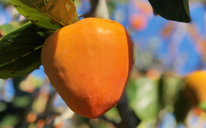 【先行予約】富士柿 4kg 愛媛県大洲市/有限会社西山青果 柿 かき 果物 ギフト フルーツ たねなし [AGAR015]