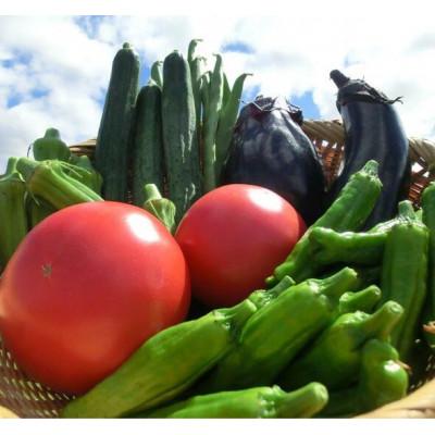 ふるさと納税 遠野市 夏野菜セット 10種 Mサイズ 栽培期間中農薬不使用 岩手県 遠野市 遠野もぐもぐカントリー |  | 01