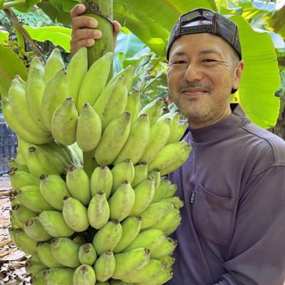 ふるさと納税 本部町 【2025年9〜11月頃の発送】本部町産のアップルバナナの木 オーナー制度(バナナ1株) |  | 02