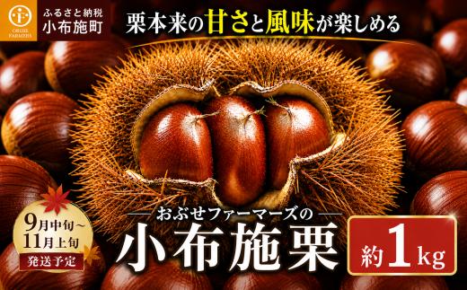 無くん蒸小布施栗 約1kg ［おぶせファーマーズ］ 果物 フルーツ 生栗 くり 長野県産 信州産 令和8年産 【2026年9月中旬～11月上旬発送】 ［F-33］
