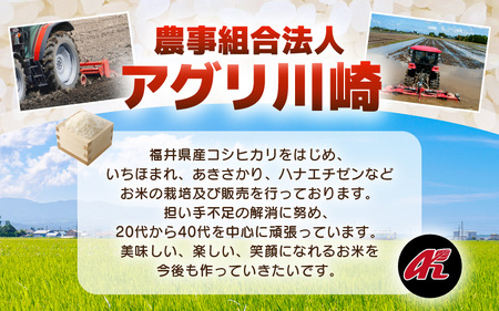 【先行予約】【令和8年産・新米】 定期便 ≪12ヶ月連続お届け≫ 坂井市産 コシヒカリ 白米 5kg×12回 計60kg (アグリ川崎) 【2026年10月以降順次発送予定】 【米 こめ お米 精米 