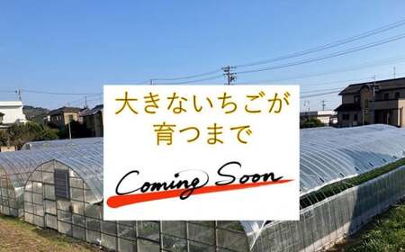 特大いちご(紅ほっぺ)　400g以上(7～10粒)×2箱・O041-22