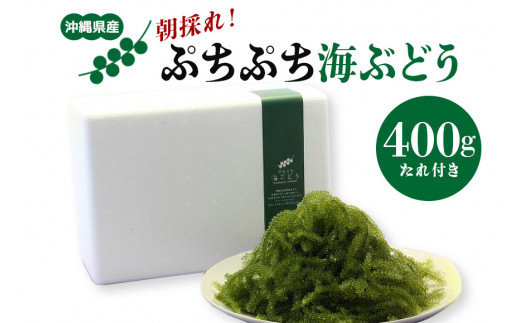 朝採れ! ぷちぷち 海ぶどう 400g 沖縄県産 海ブドウ たれ付き 無着色 沖縄 特産品 沖縄グルメ 海の宝石 海藻 海ぶどう丼 サラダ おつまみ おかず 沖縄料理 常温保存 贈答用 ギフト 産地直送 沖縄県 糸満市