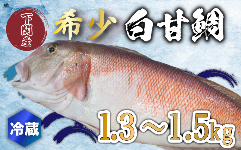 
白 甘鯛 1.3～1.5kg 冷蔵 高級 魚 鮮魚 シロ アマダイ 鯛 下処理 済み 新鮮 下関 唐戸市場 直送
