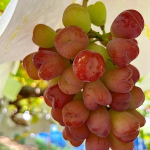 おすすめ感謝セット　マッターホルン+スカーレット又はマイハート　2房セット