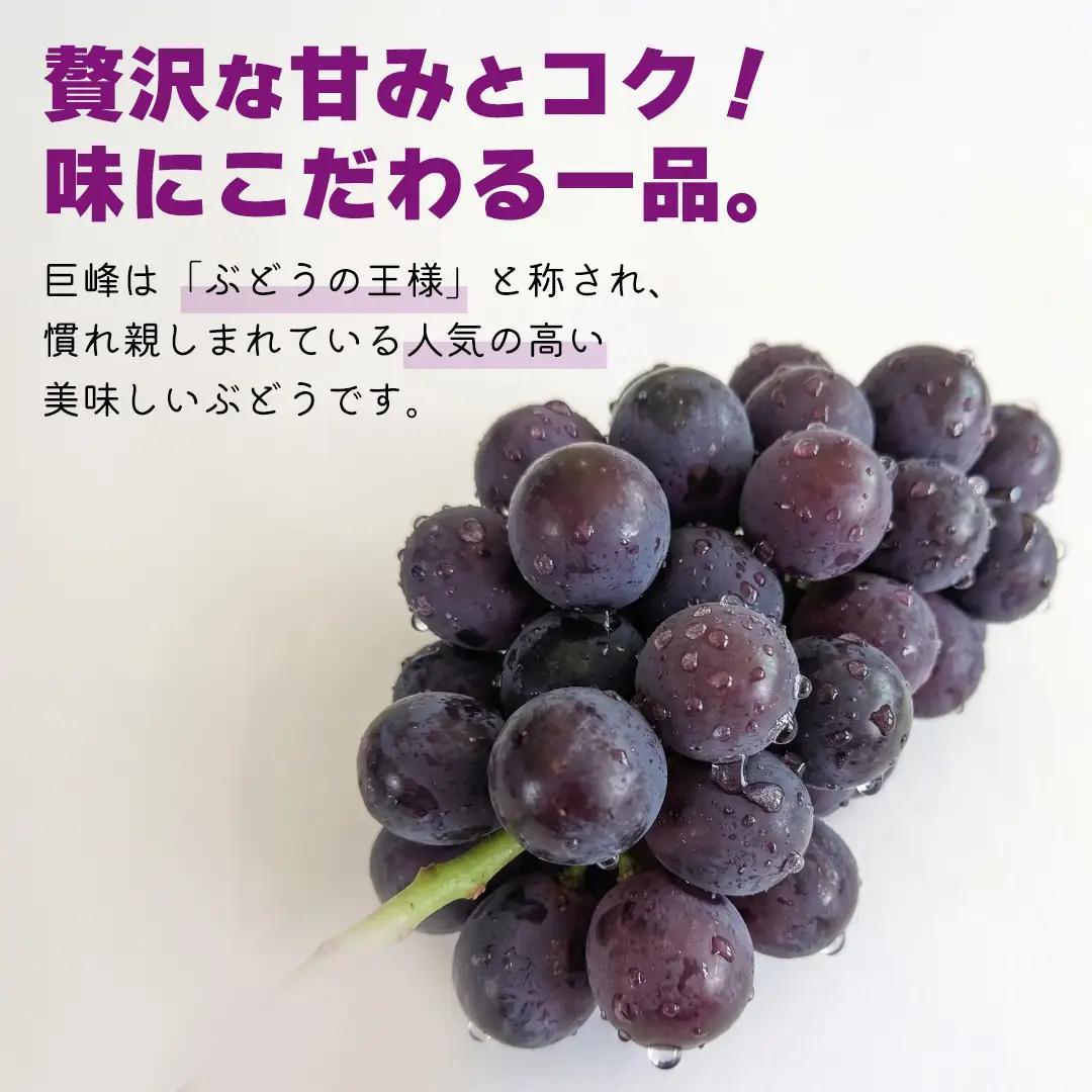 《 2026年 収穫分 》 種あり 巨峰 2kg 5～9房 (桜川市・石岡市共通返礼品) 先行予約 石田ぶどう園 国産 茨城県 桜川市 ぶどう ブドウ 葡萄 果物 くだもの フルーツ 旬 人気 産直 