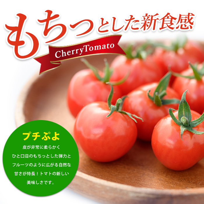【2025年12月上旬～発送】【鹿児島県指宿市産】さくらんぼトマト 薩摩の恋心 35個入(シナジーブリーディング/010-373)トマト 美味しいトマト フルーツトマト サクランボ トマト ミニトマト