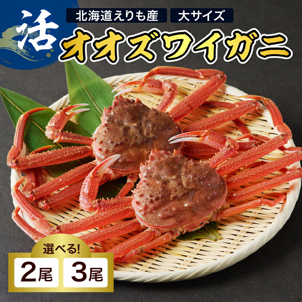 【ふるさと納税】北海道産 活 オオズワイガニ 1尾あたり 300g以上 ( 内容量が選べる / 2尾 3尾 ) 大ズワイ 大ズワイガニ ズワイガニ ズワイ かに 蟹 魚介 海鮮 新鮮 生 人気 送料無料 国産 道産 北海道産 北海道 えりも産 襟裳