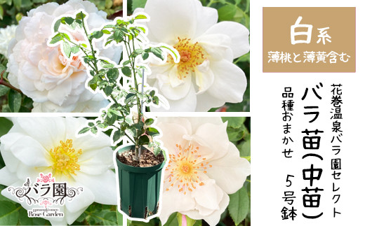 <色で選べる♪>花巻温泉バラ園で育った「バラ中苗」5号サイズ -白-<2026年3月より発送> 【1859】
