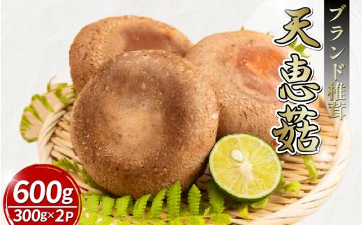 【11月順次発送】　天恵菇 椎茸 300g×2P しいたけ シイタケ てんけいこ 肉厚 幻 きのこ キノコ 菌床 焼き物 揚げ物 鍋 BBQ 野菜 贈り物 プレゼント 徳島県