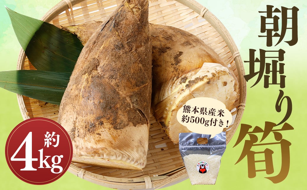 【数量限定】朝堀り 筍 4kg 熊本県産米（約500g）付き【2027年3月上旬～4月下旬迄発送予定】