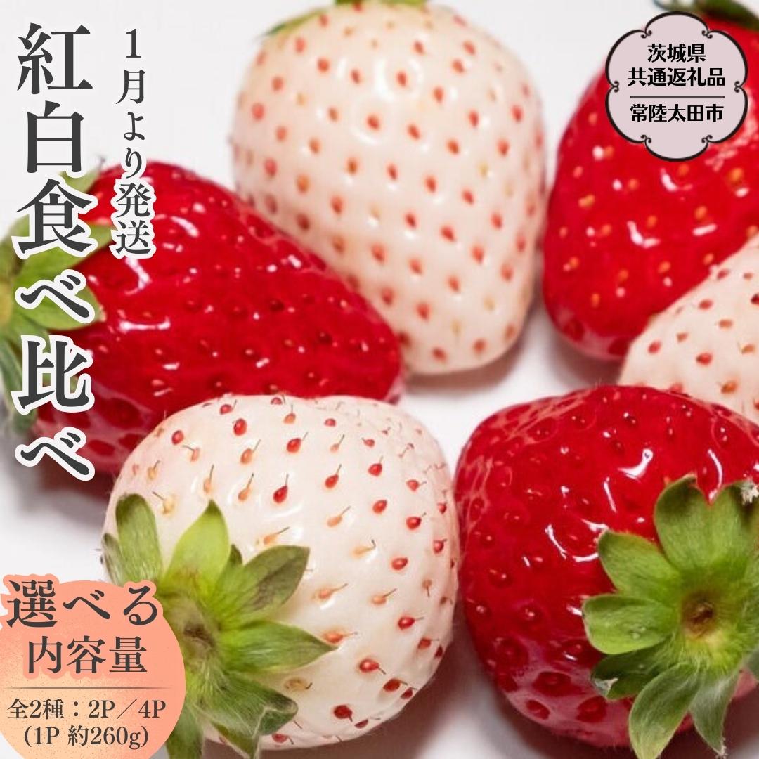 【ふるさと納税】《 2026年 先行予約 》紅白 食べ比べセット いちご（ 2パック × 1箱 ) ~ （ 4パック × 1箱 ) （茨城県共通返礼品／常陸太田市） 2026年1月上旬発送開始 フルーツ 苺 イチゴ いちご 新鮮 朝採れ 茨城県 桧山FRUITFARM