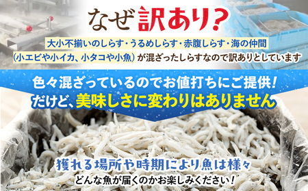 訳あり 釜揚げしらす 2kg 冷凍 愛知県南知多町 日間賀島
