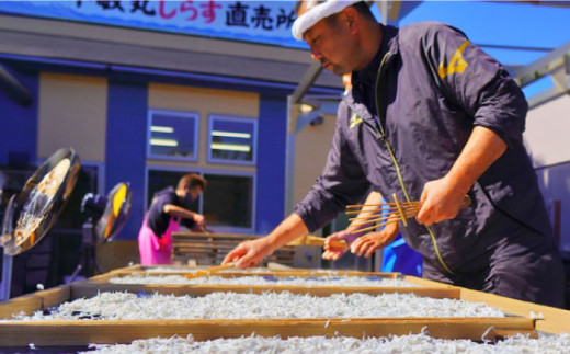 釜揚げ 湘南しらす 1kg  / しらす 湘南 ふわふわ 食感 冷凍 国産 シラス お取り寄せ 人気 大容量 佐島 横須賀 かながわブランド 神奈川県【平敏丸】 [AKEZ003]