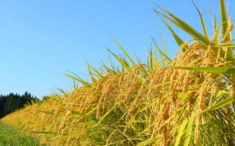 令和5年産 漢方栽培 十四代目のササニシキ 5kg（精米）米 お米 おこめ 山形県 新庄市 F3S-1700