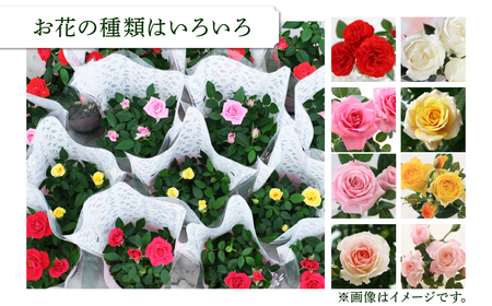 花 ミニバラ 6鉢詰め合わせ [11月～4月 お届け] 品種おまかせ 花 セントラルローズ mt1547