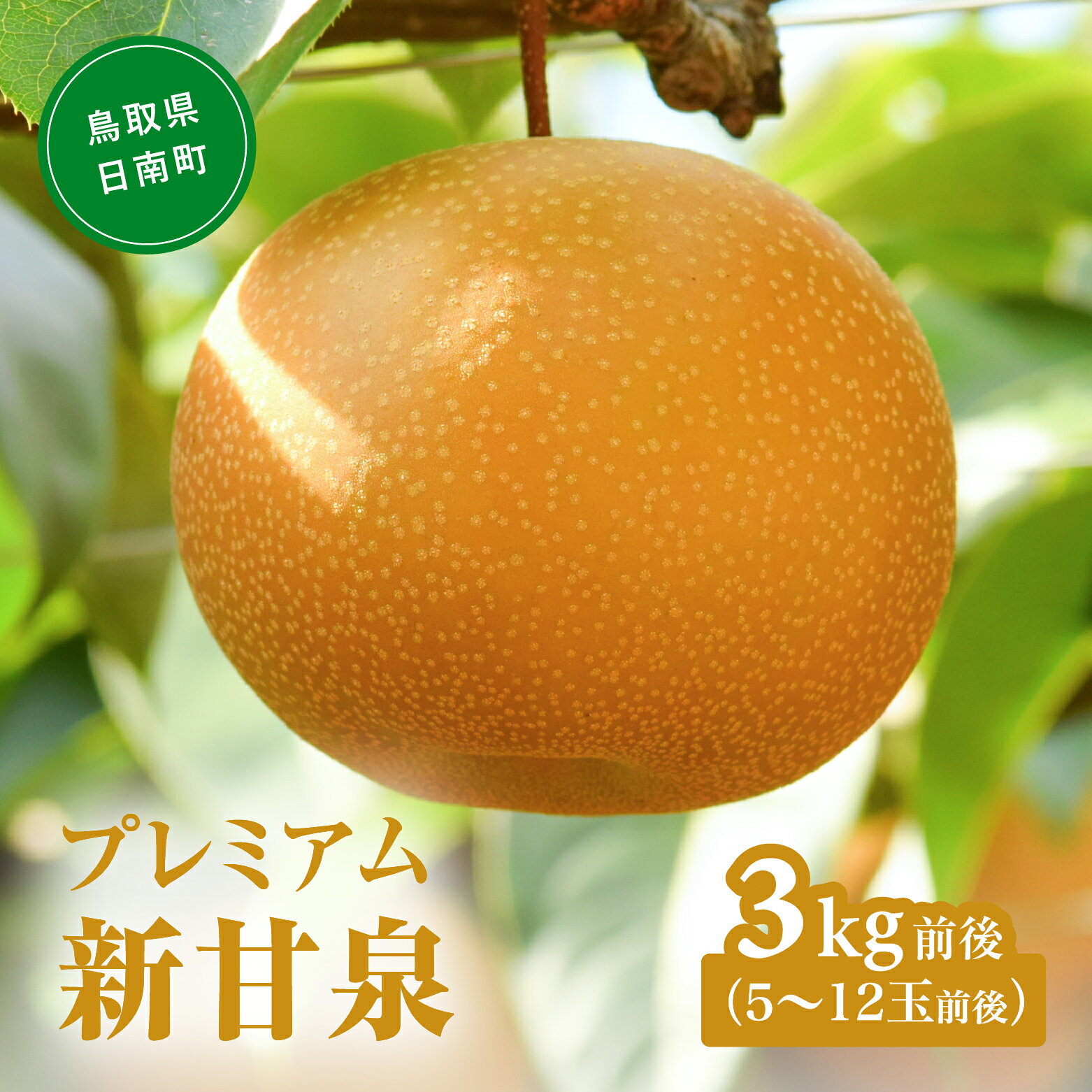 【ふるさと納税】【令和9年産先行予約】2027年 プレミアム新甘泉（しんかんせん） 3kg前後(5～12玉前後) 梨 なし フルーツ 鳥取 高間商店