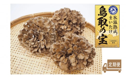 105M.氷温熟成舞茸『鳥取の宝』大満足セット〔定期便〕