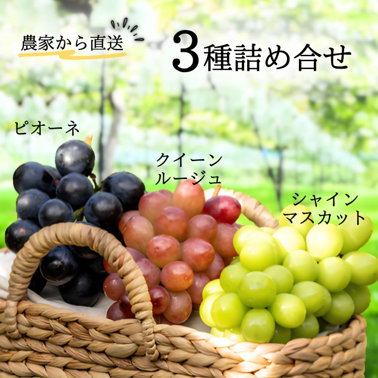 【ふるさと納税】ぶどう3種（シャインマスカット／ピオーネ／クイーンルージュ） 贈答 約1.8kg　長野県松川町産[KG14] //長野県 南信州 松川町 種なし 食べ比べ 詰め合わせ 産地直送 新鮮 果物 フルーツ 贈答